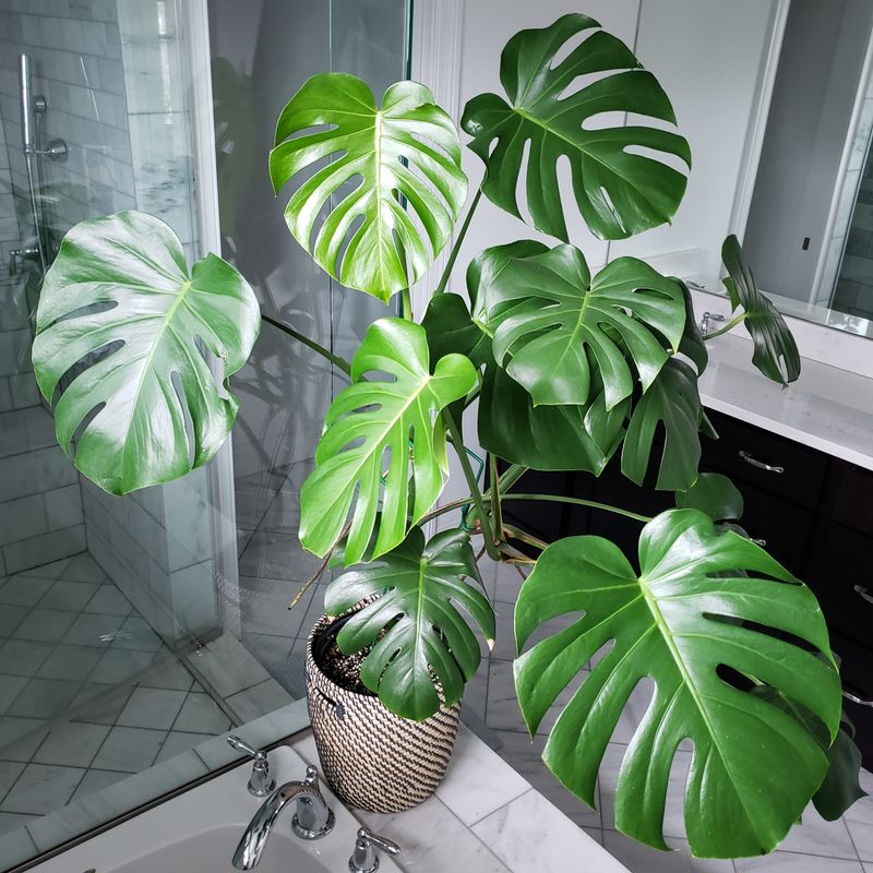 Monstera Deliciosa