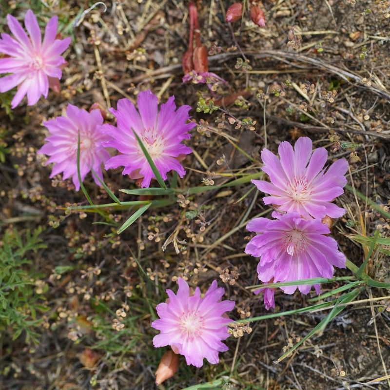 Montana: Bitterroot