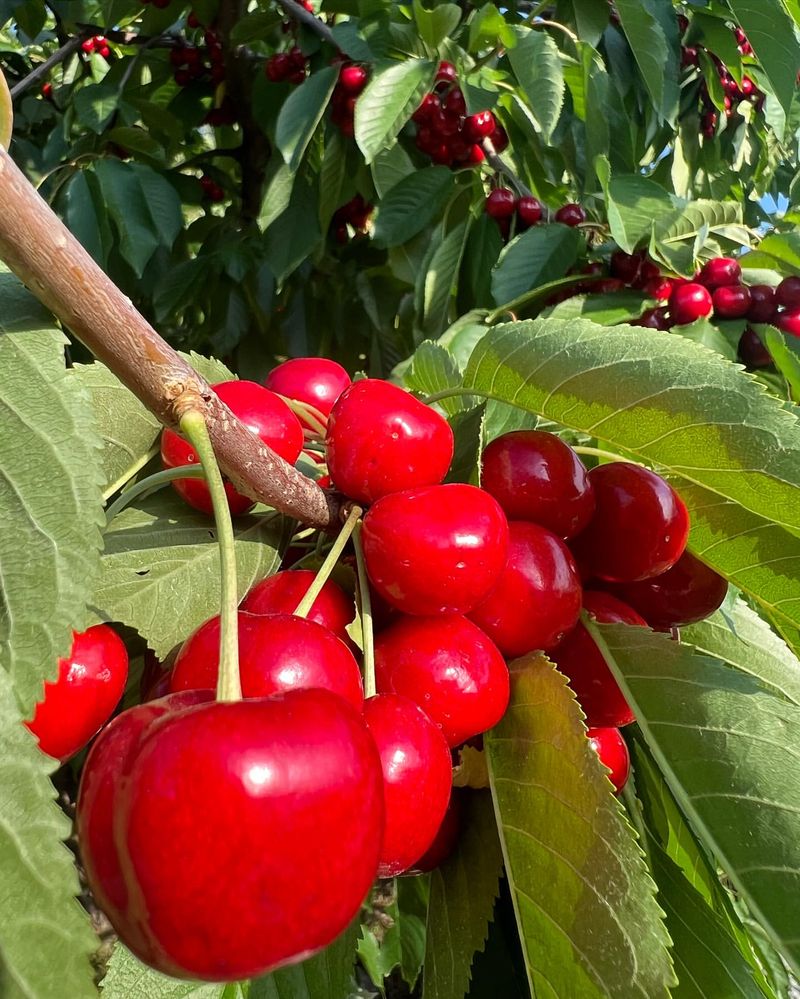 Montana: Flathead Cherry