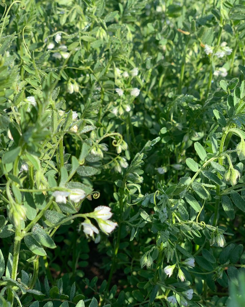 Montana: Lentils