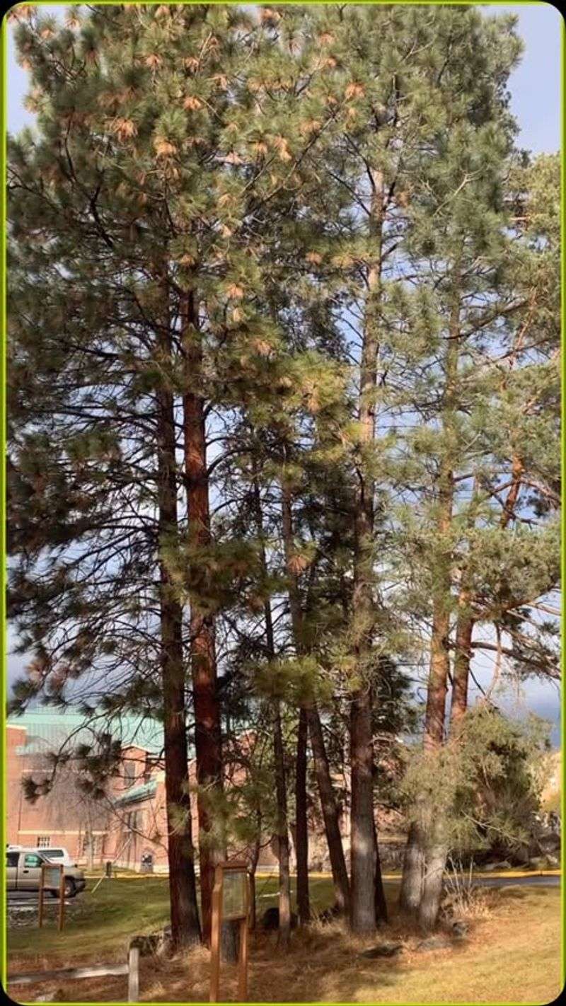 Montana: Ponderosa Pine