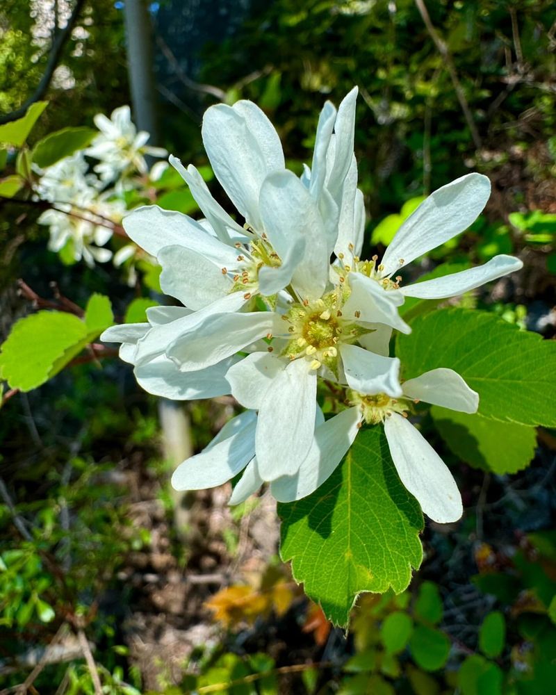 Montana - Serviceberry