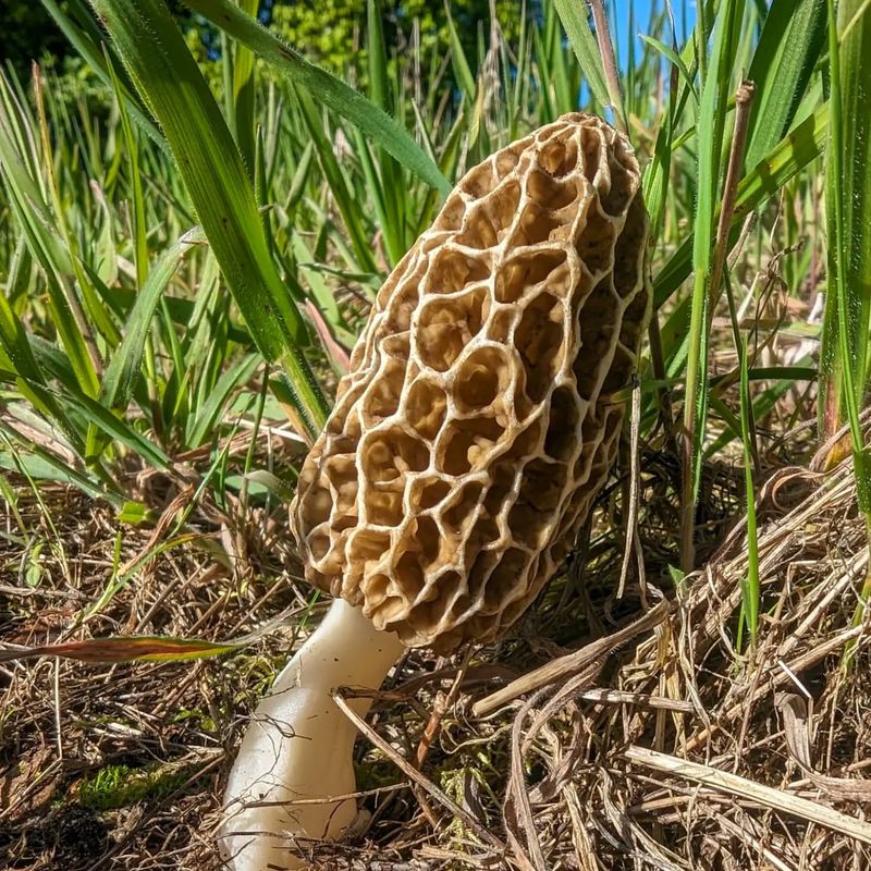 Morel