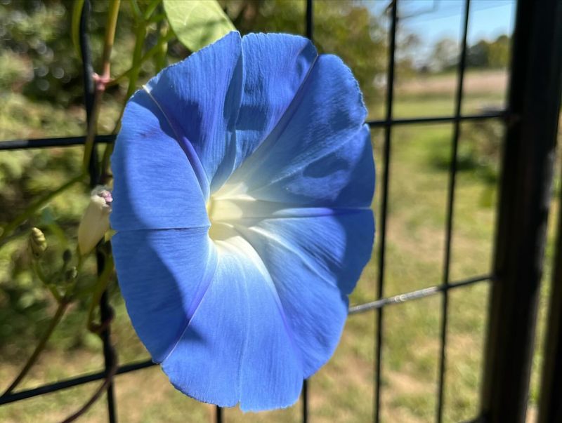 Morning Glories