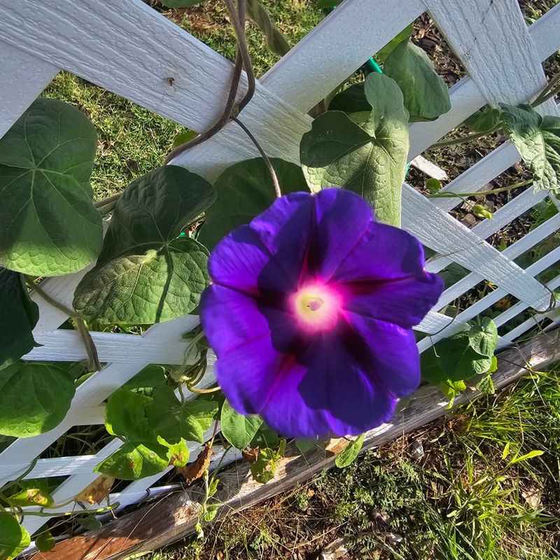 Morning Glories