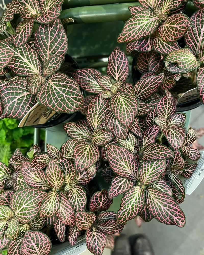 Mosaic Plant (Fittonia)