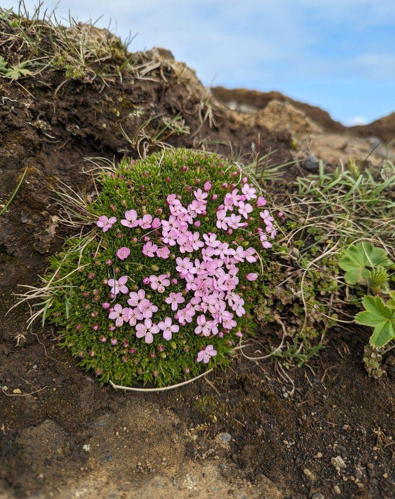 Moss Campion