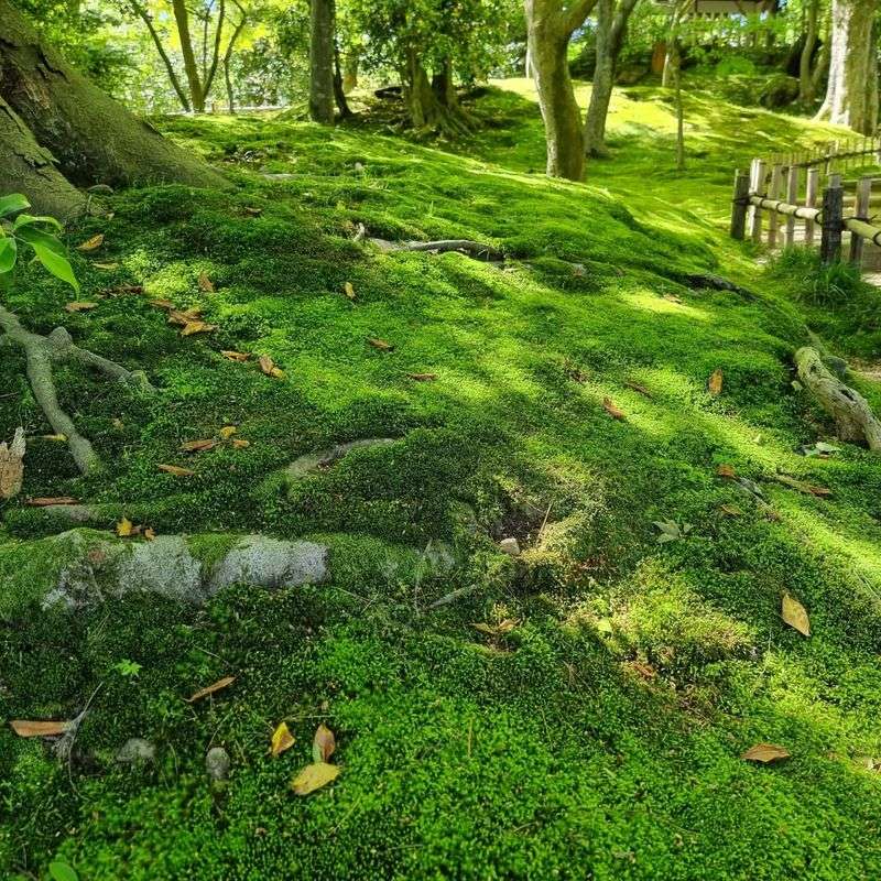 Moss Lawn