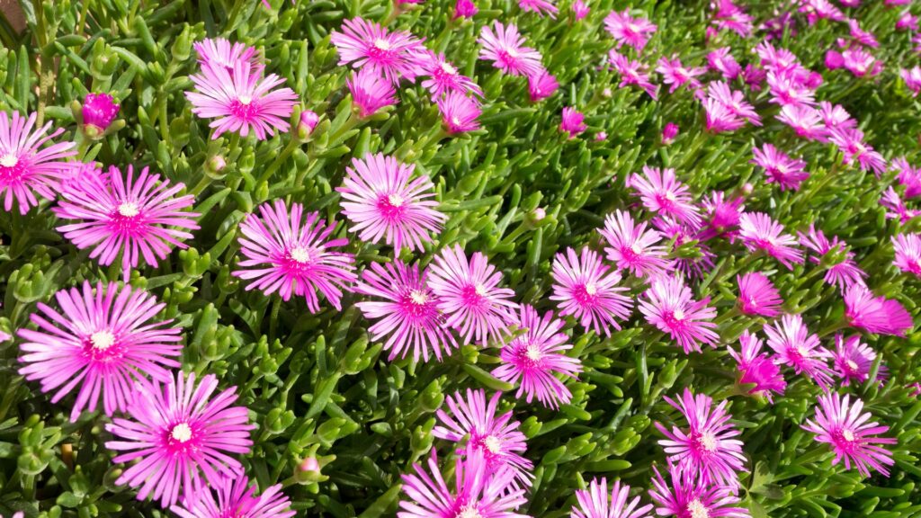 Rose moss
