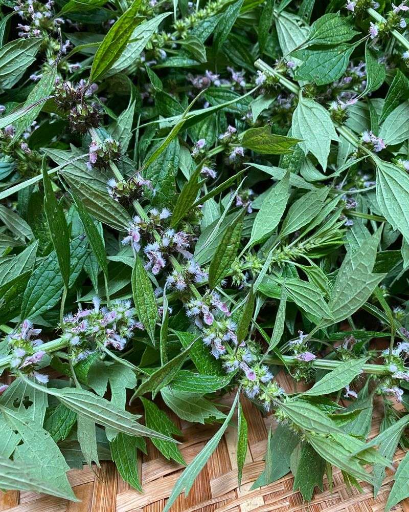 Motherwort