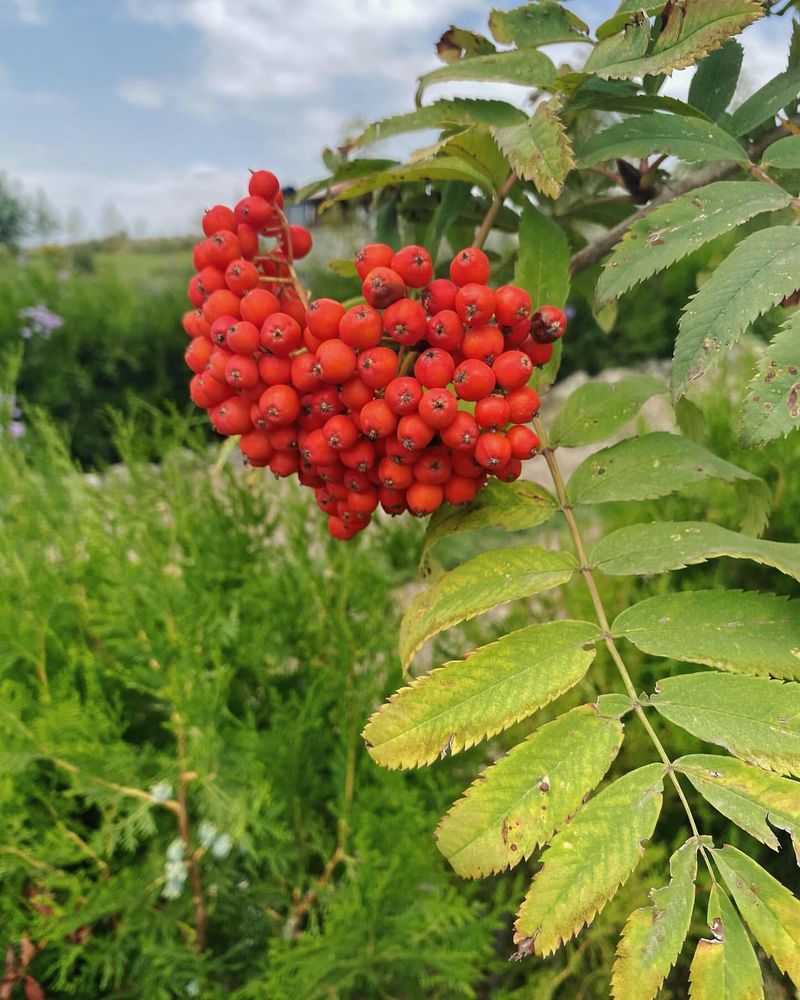 Mountain Ash