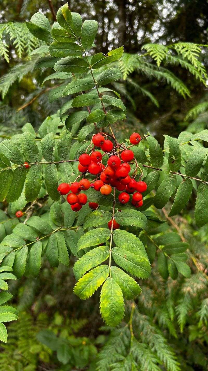 Mountain Ash