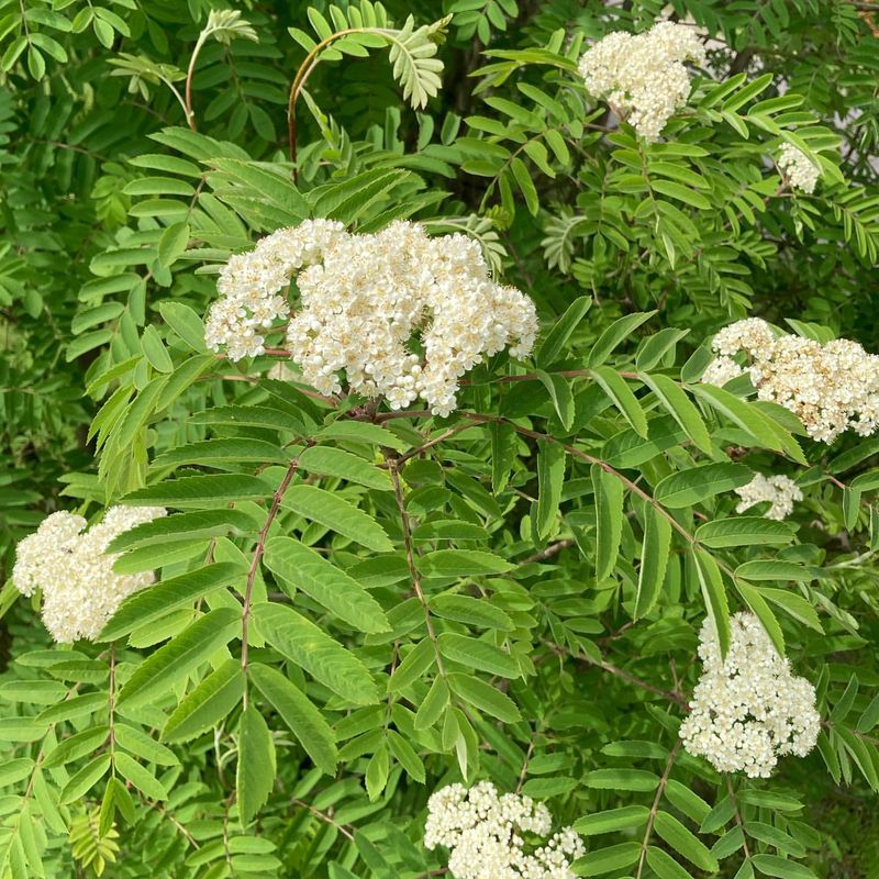 Mountain Ash