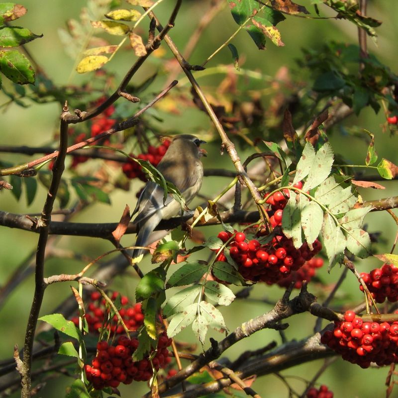 Mountain Ash