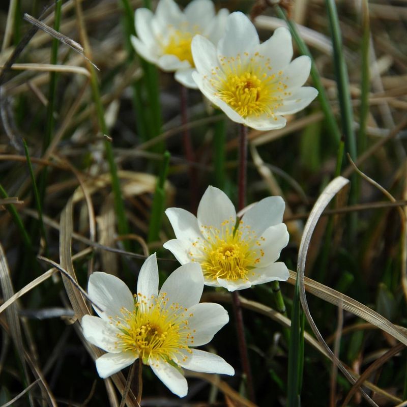 Mountain Avens