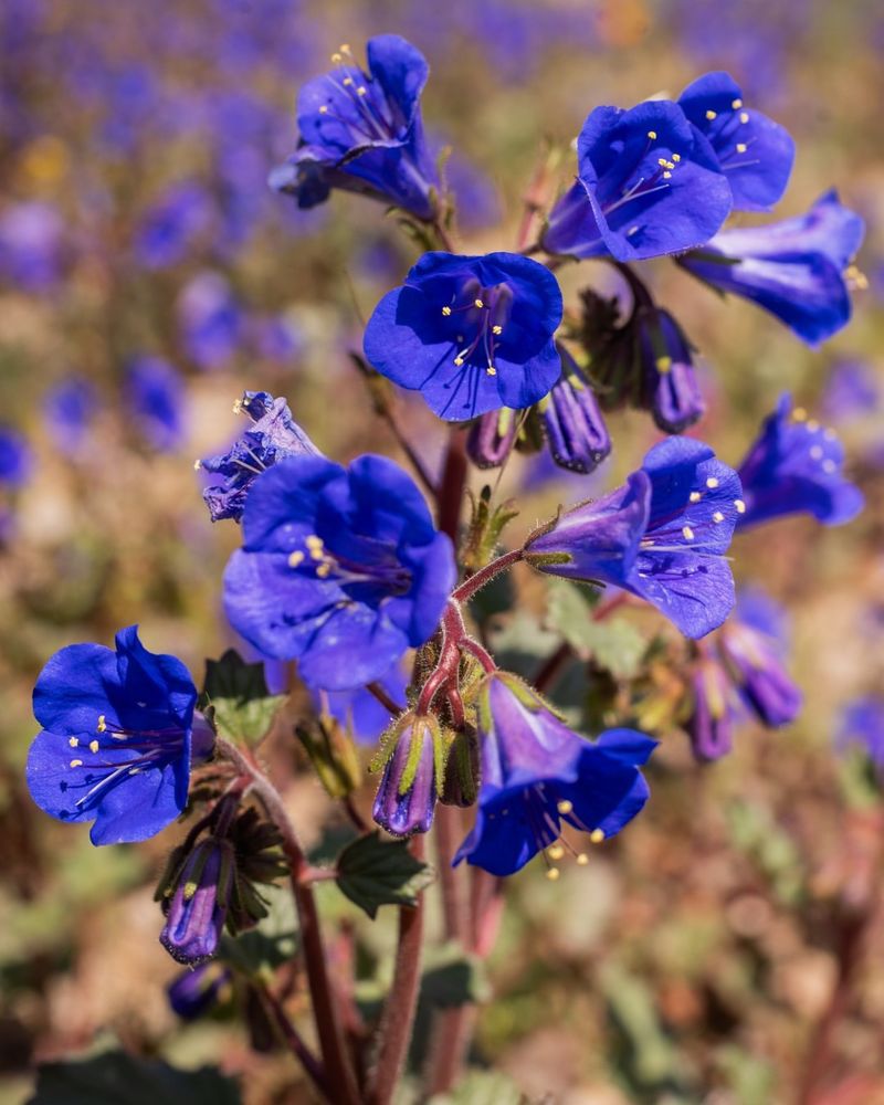 Mountain Bluebells