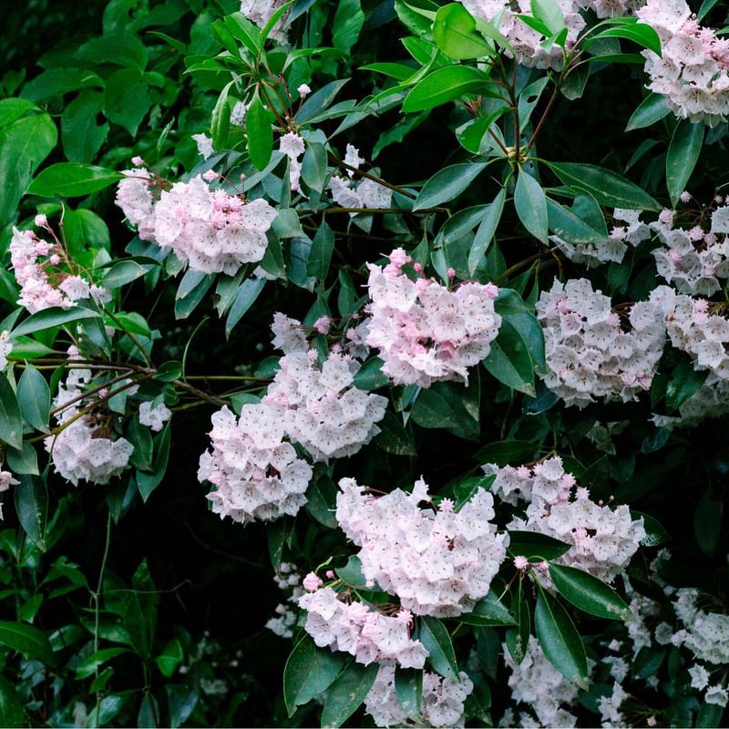 Mountain Laurel