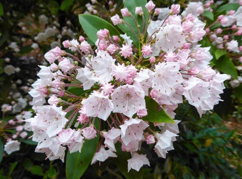 Mountain Laurel