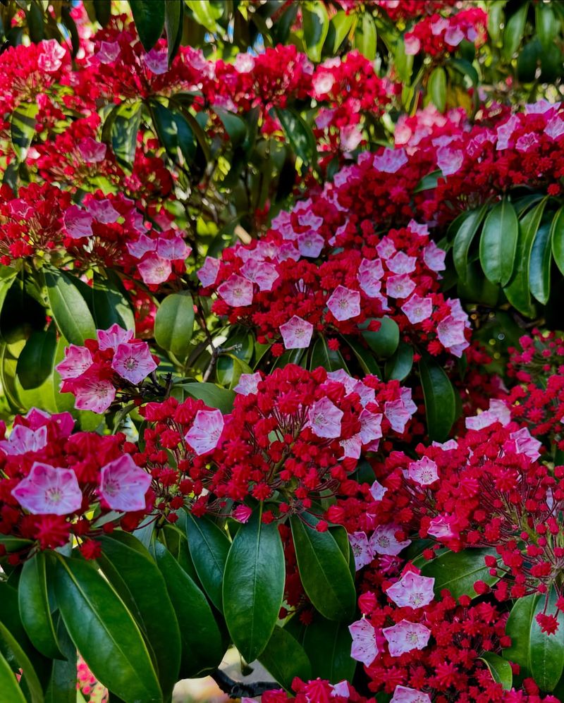 Mountain Laurel