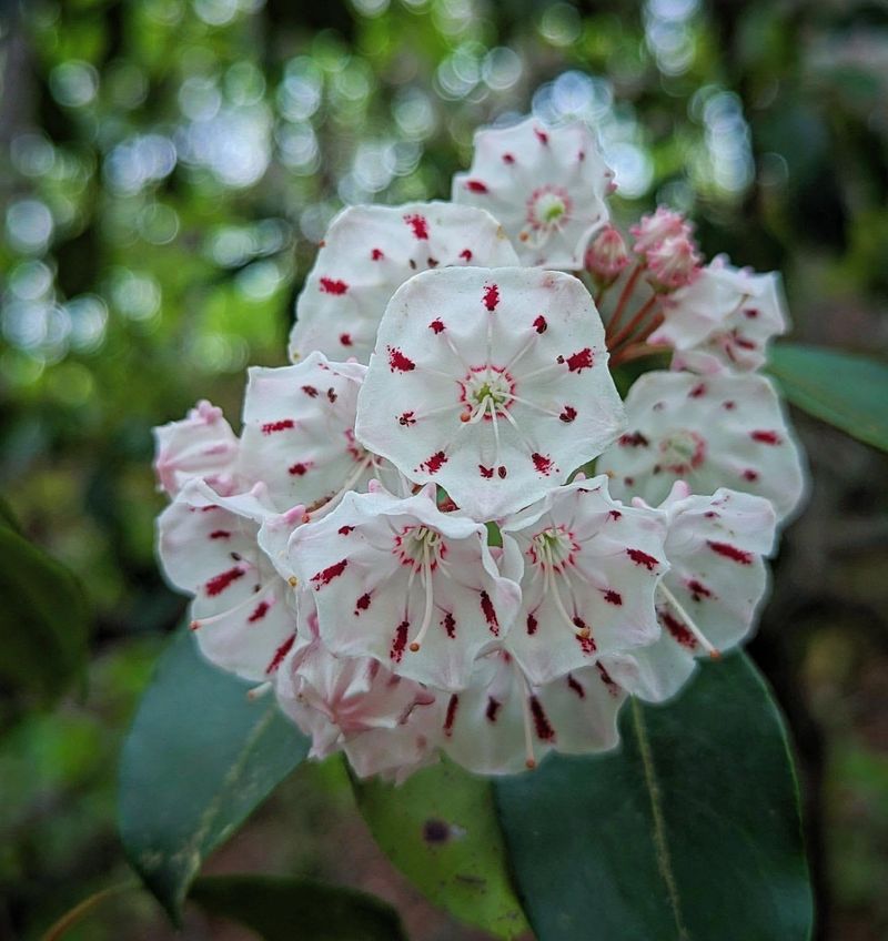 Mountain Laurel