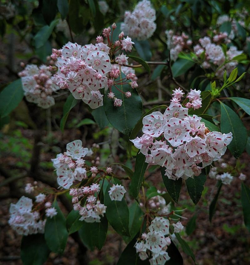 Mountain Laurel