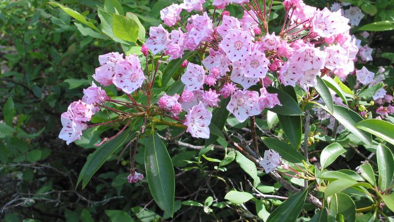 Mountain Laurel