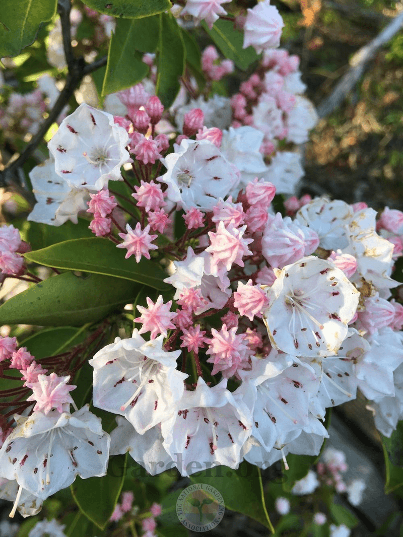 Mountain Laurel - Pennsylvania