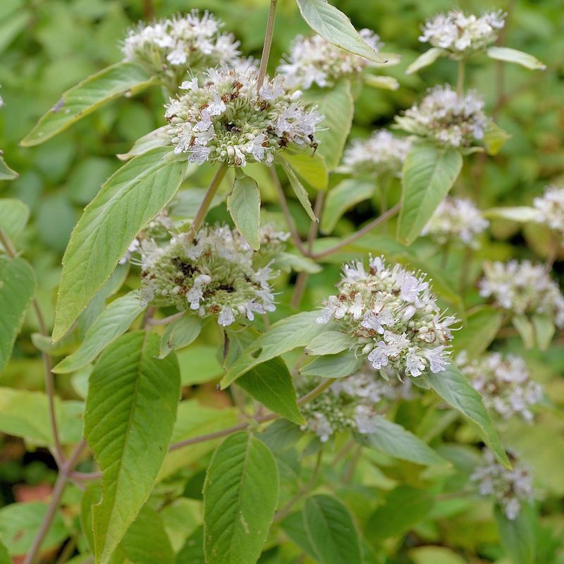 Mountain Mint