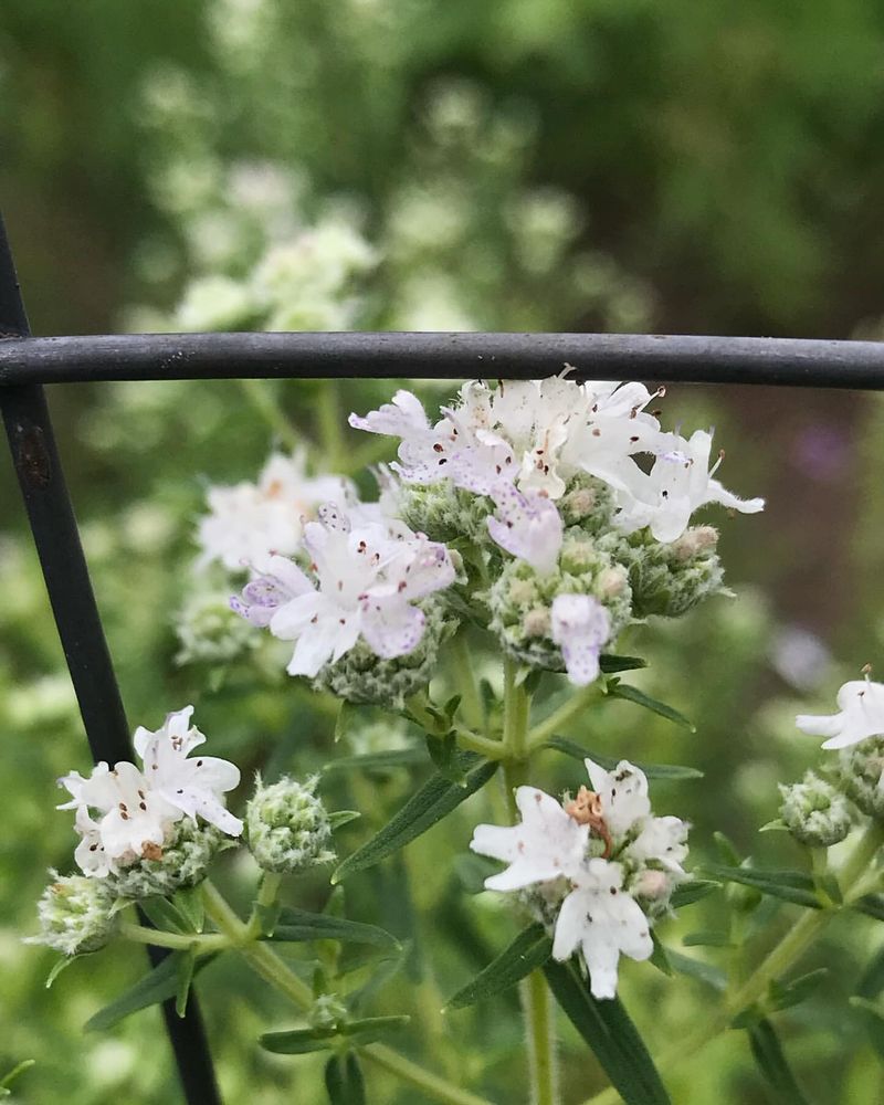 Mountain Mint