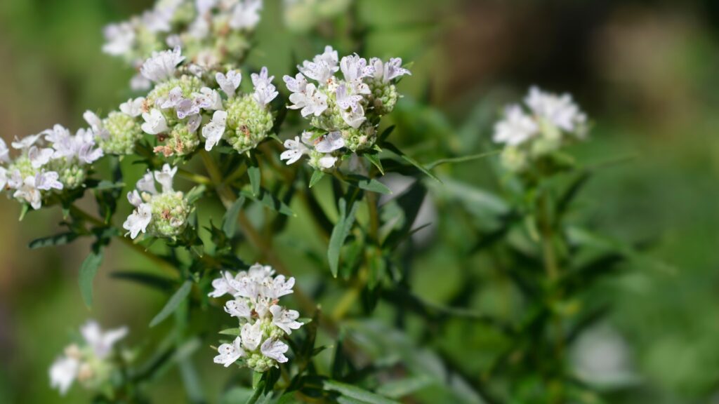 mountain mint