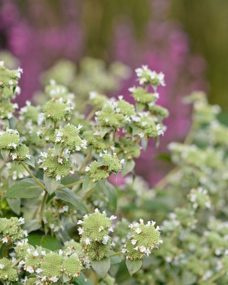 Mountain Mint (Pycnanthemum muticum)