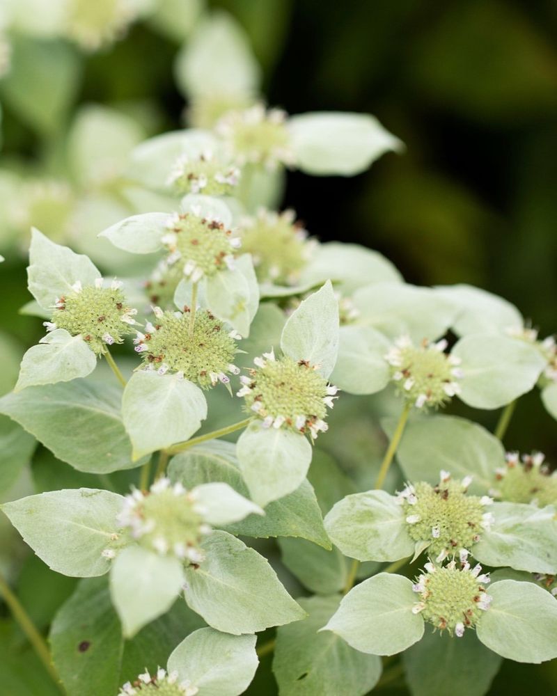 Mountain Mint