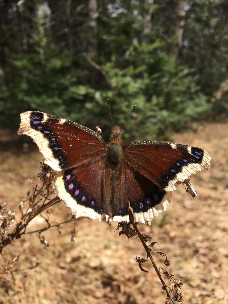 Mourning Cloak Butterfly