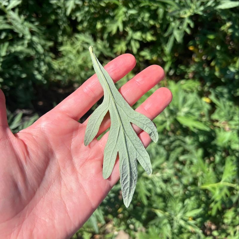 Mugwort