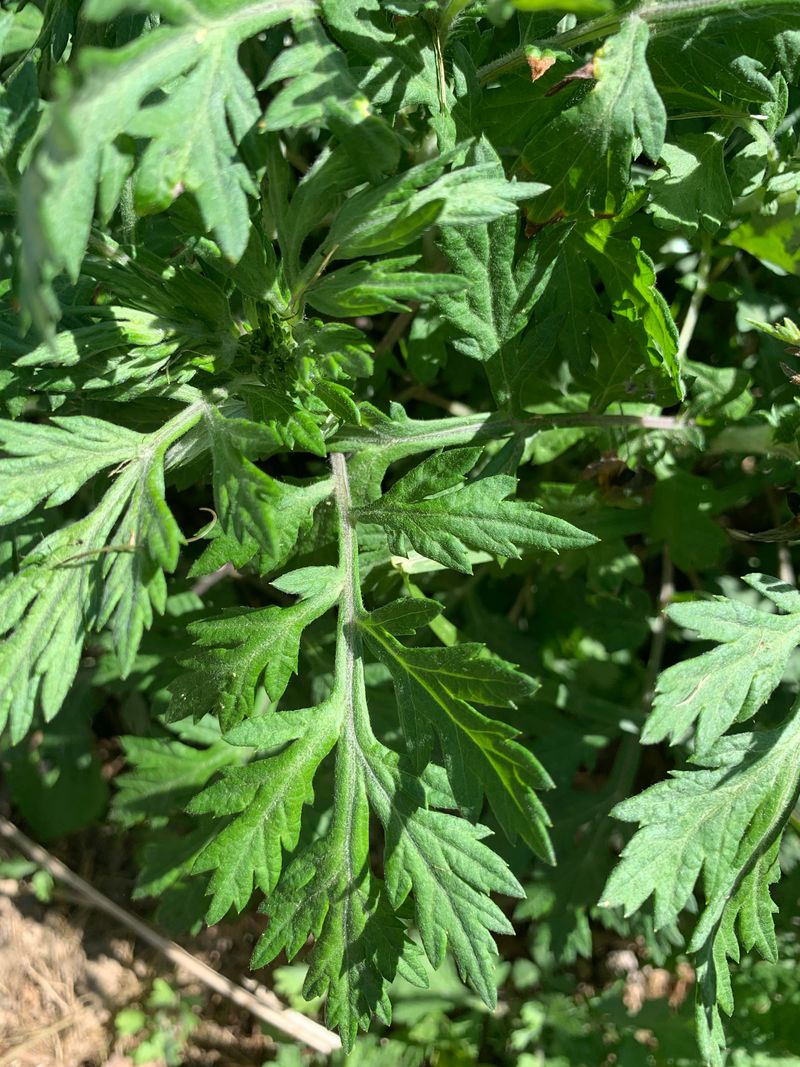 Mugwort