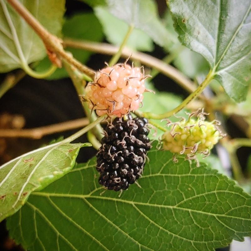 Mulberry