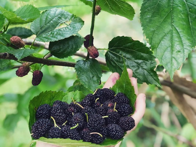 Mulberry