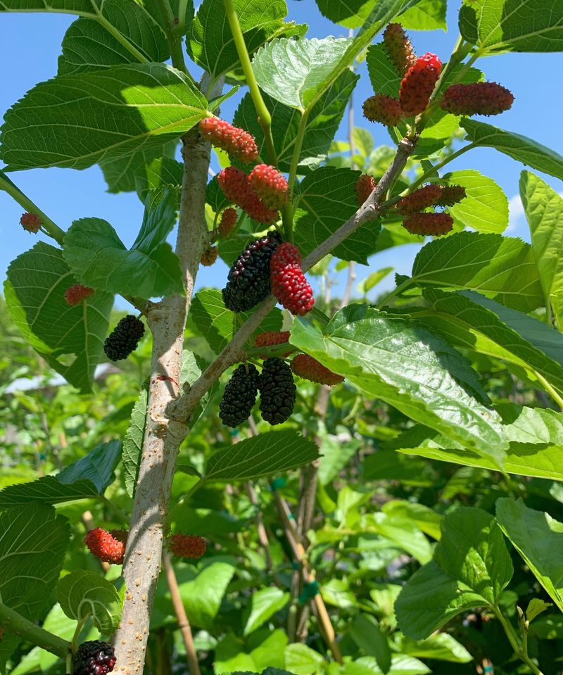 Mulberry Shrub