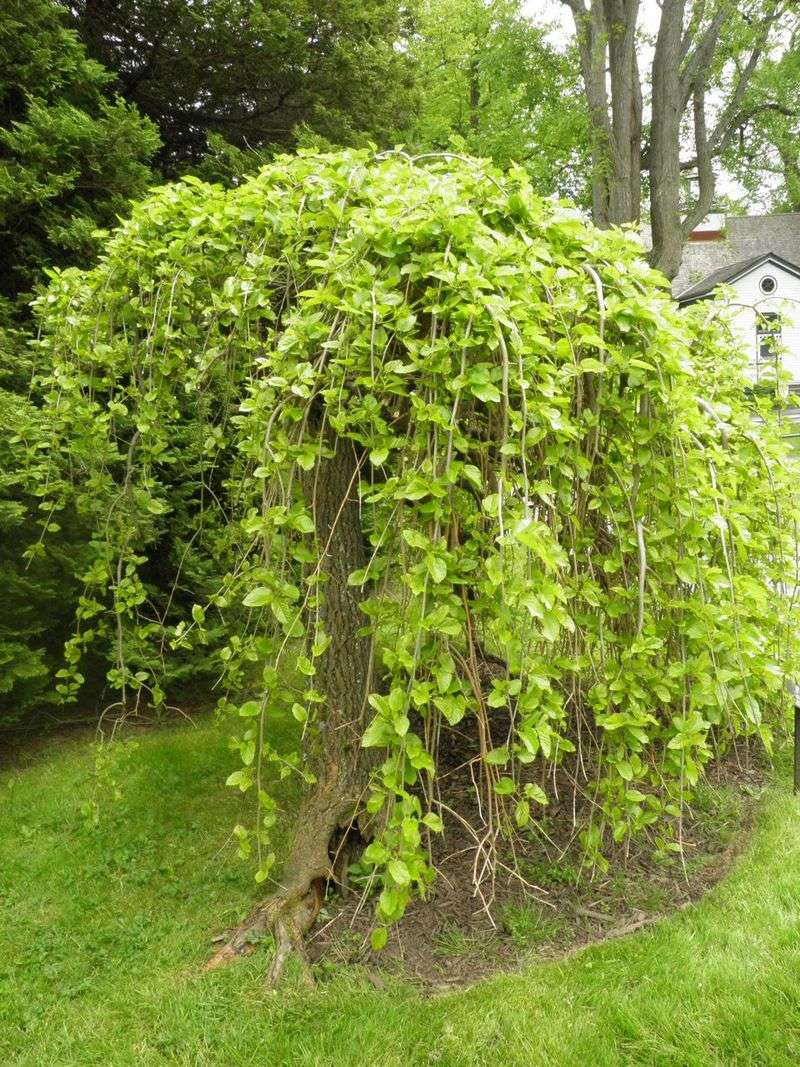 Mulberry Tree