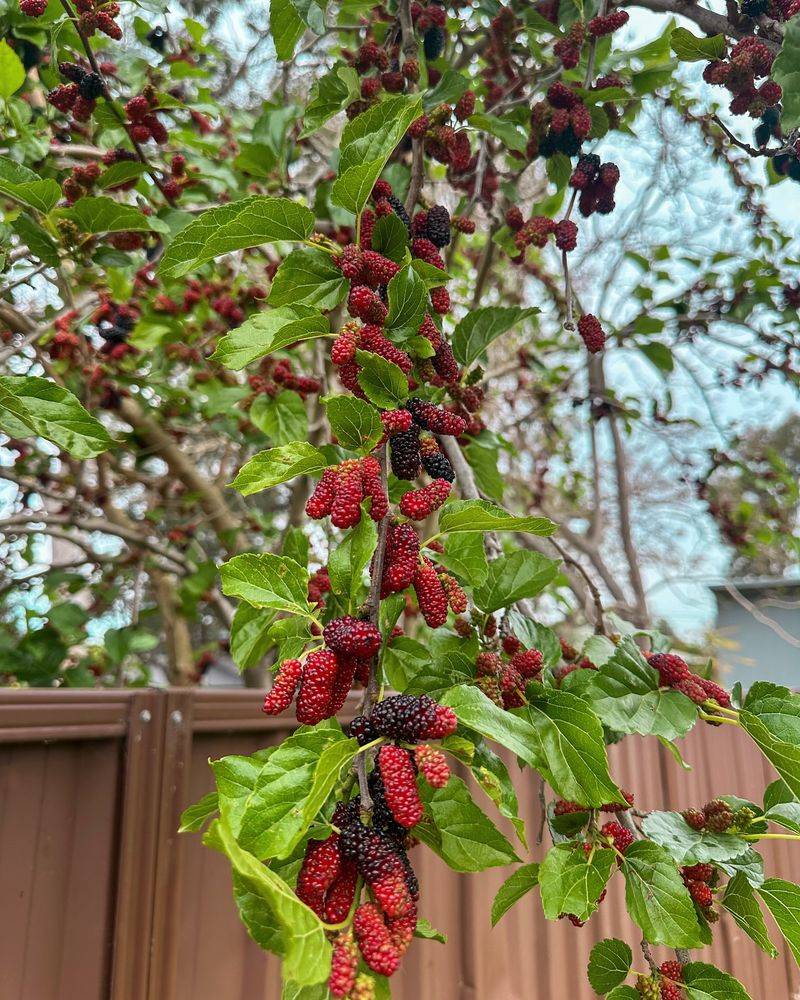 Mulberry Tree