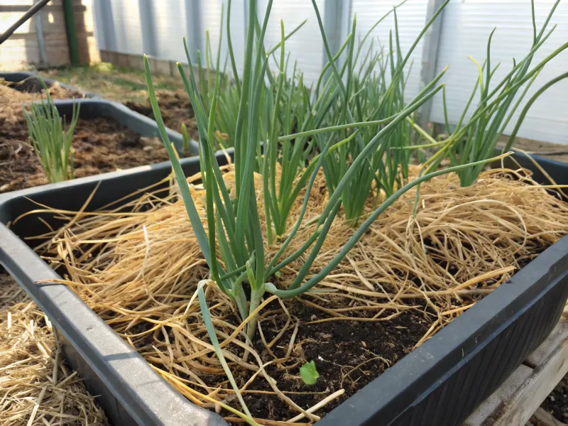 Mulch to Retain Moisture