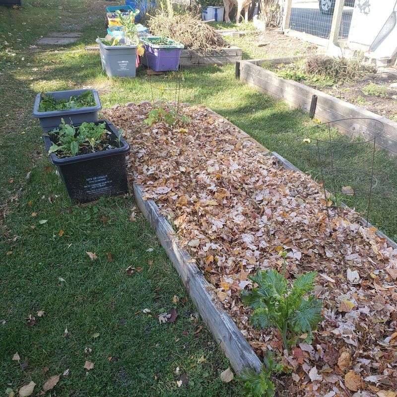 Mulch with Leaves