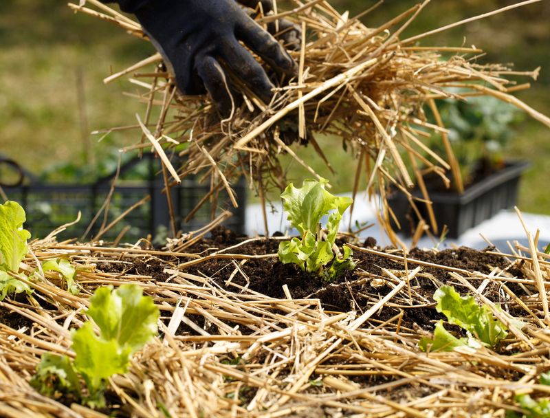 Mulching Magic