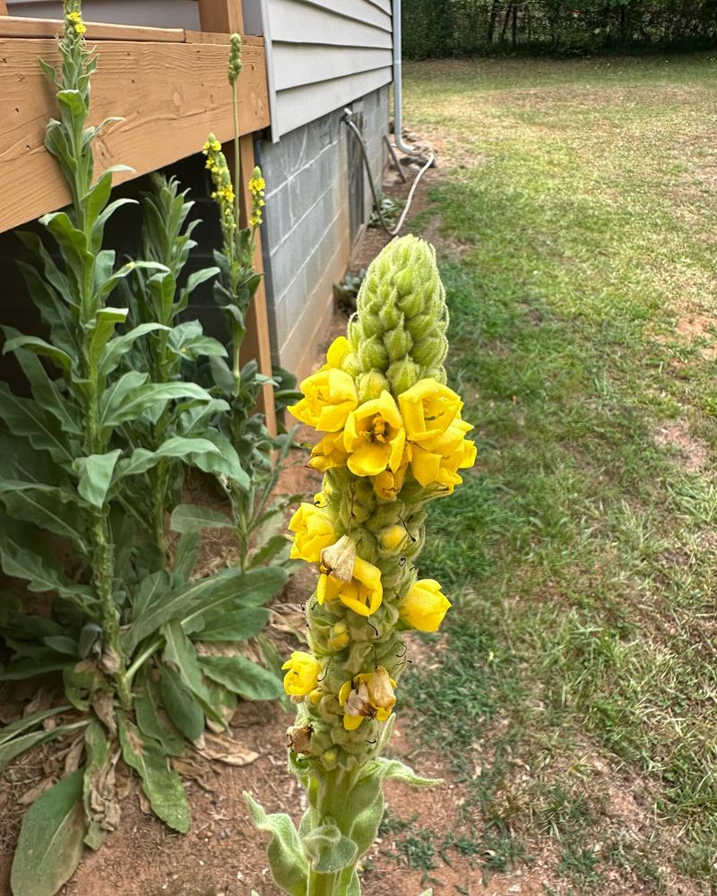 Mullein