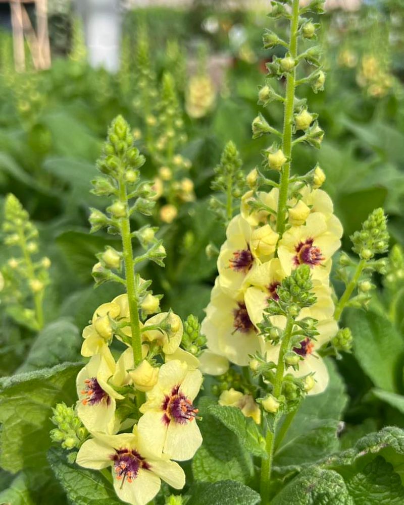 Mullein