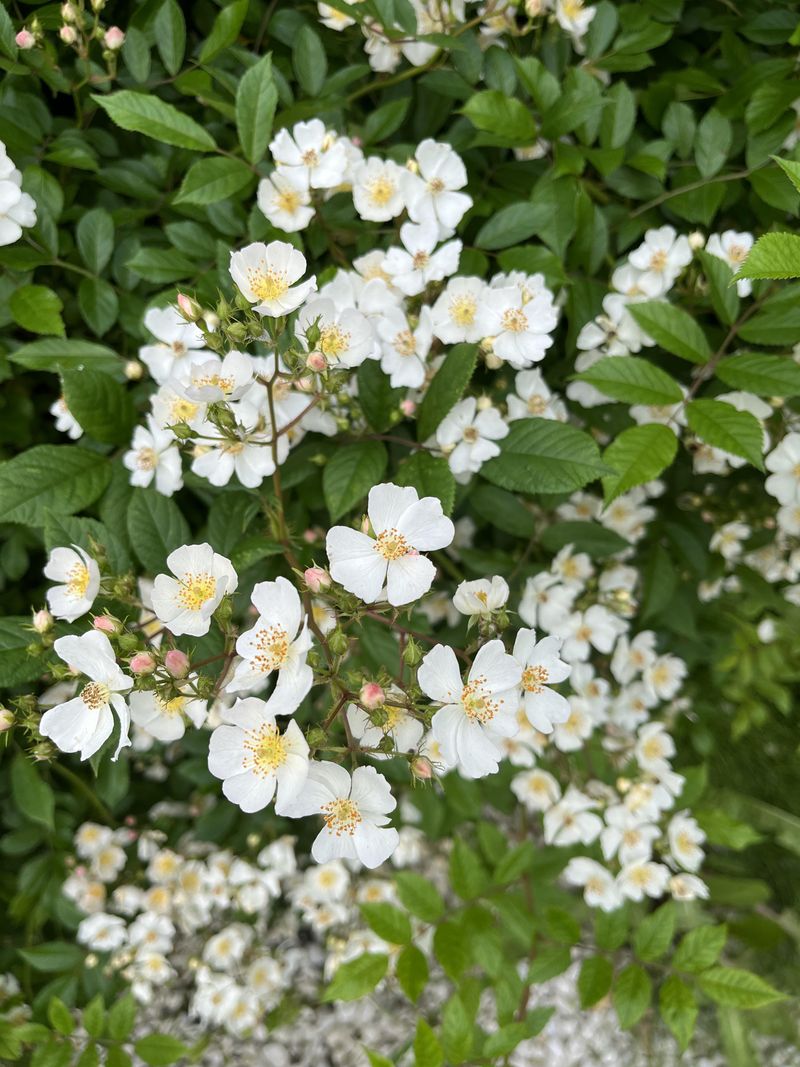 Multiflora Rose