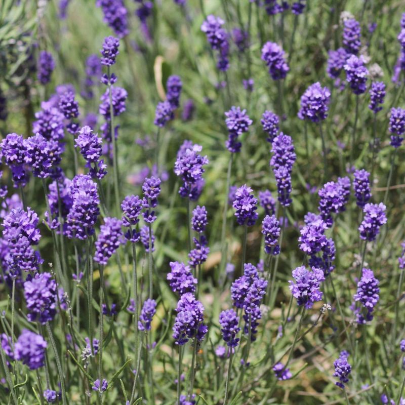 Munstead Lavender