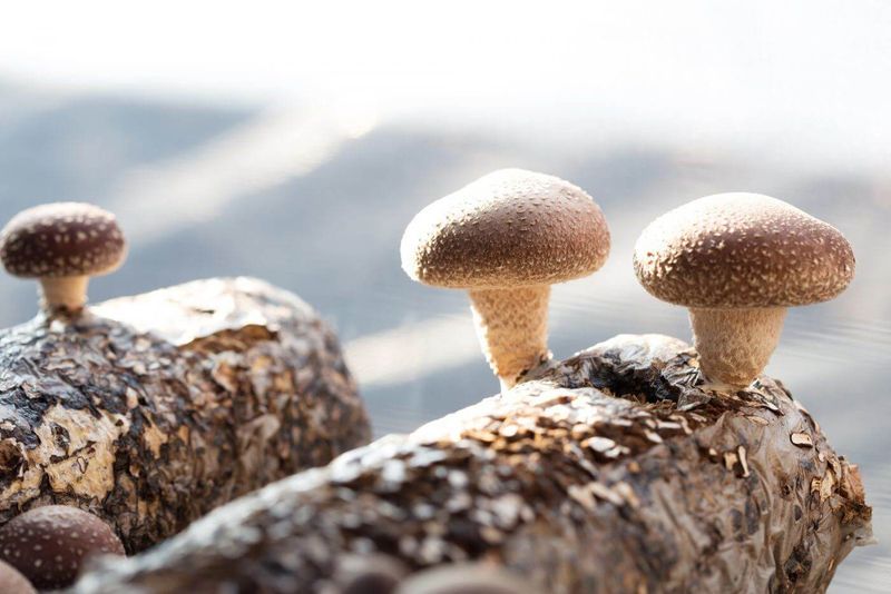 Mushroom Cultivation