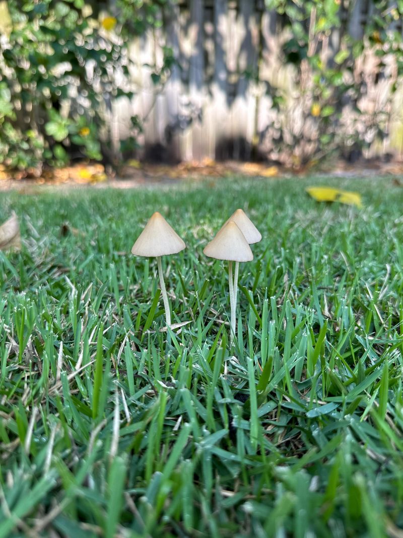 Mushrooms