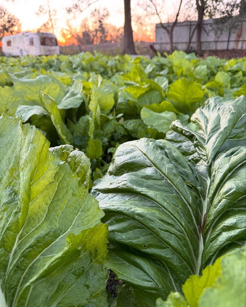 Mustard Greens